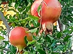 썰 (카쿠 & 재브라) 이별을 말하다... And?