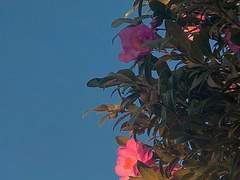 다복팔당多福八堂