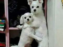 마비노기 보고 싶은 썰(비성인용) 2