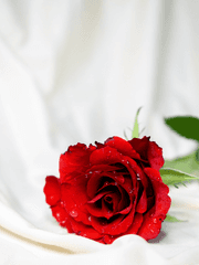 발키리 덕질토크!