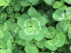 a lucky clover