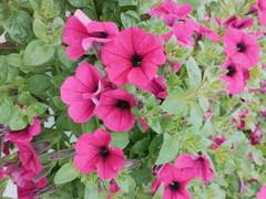 썰 [카쿠재브] 오늘도 만렙 가이드는 고민이 많다