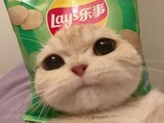 [도리벤 드림] 고양이 인수 드림주