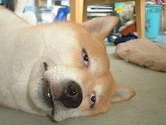 나 걍 집갈래-Pro.