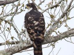 17. 카생뿔매(Cassin’s hawk-eagle)