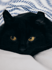 전비서 유니버스