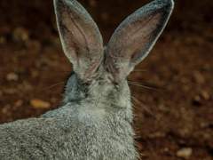 [마르른 전력/흰마르] 불사조에게 토끼귀를 달아보자!