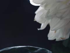 [언내추럴/드림] 서리가 낀 만개한 꽃에 대하여