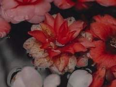 홍화야, 어여쁜 내 홍화야.