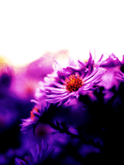 [주술회전/드림] Cosmos