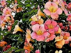 첫사랑은 이루어지지 않는다