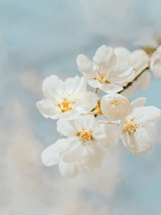 S급 가이드라니