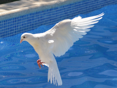 [센루/대협태웅] 비둘기 울 적에 -1-