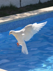 비둘기 울 적에