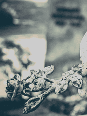 논페스 썰 백업