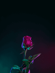 다정한 당신에게