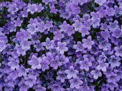 만개하는 세상이 결실을 맺는.