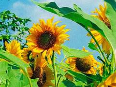 あざなみ ねいこ