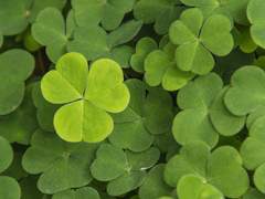 토끼풀밭 가운데에서 그대에게 약속하리라!