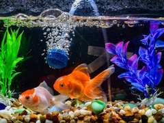 [NCT] 집에 어항이 생겼다