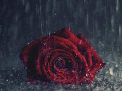 [소우사라] 피어나 上