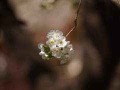 [아이사 /15세/XX/센티넬/A등급]