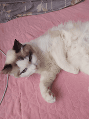 와앙포카 도안 배포