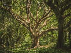 대호경(大湖經)