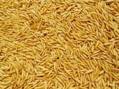 Rice Seed Market Business Report 2022-2027
