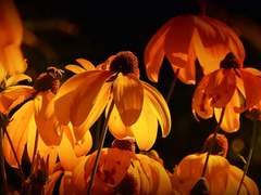 도하운/XY/다한남고