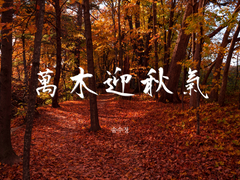 萬木迎秋氣