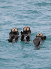 수달 건강 관리법