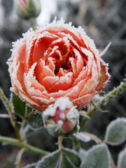 서리앉은 꽃잎 위에