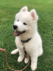 [Fate/FGO] 쿠훌린의 아들, 콘라 ~어린 태양이 스러지기 전까지~