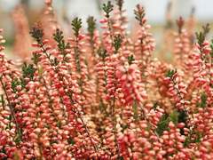 When love is in excess it brings a man no honor nor worthiness.