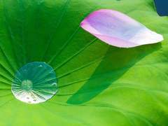 四 . 柔軟不澁(유연불삽)(3)