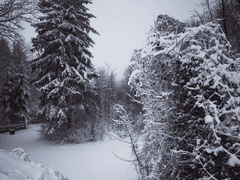 The Long Dark (비극편)