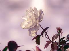 고합니다 나의 찰나에 관하여서