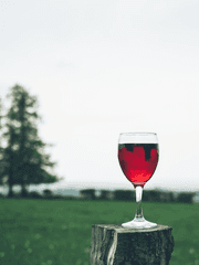 검은 토끼의 해