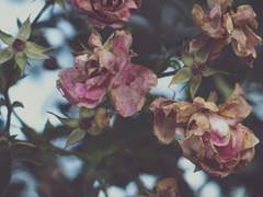 성장 후 Carmen E. Ortega