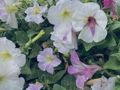 ( 無에서 살고 있습니다. ) ep.00 : _____