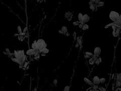 에덴의 끝자락에서.