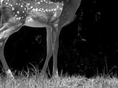 사랑하게 됄꺼야