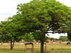 [국민] 호주에서 만난 국민9화