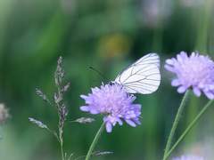 다시 태어날 수만 있다면 ..