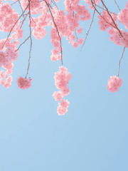 벚나무 아래에서 다시 만나자