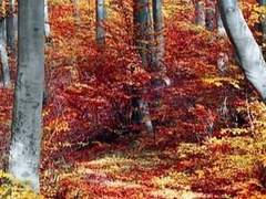 ⸙ 안토니 450 203