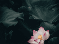 [낱엠] 天蓮 : 하늘의 연꽃 02