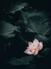 天蓮 : 하늘의 연꽃