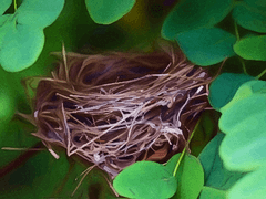 닐라 레이븐 xx 약학부